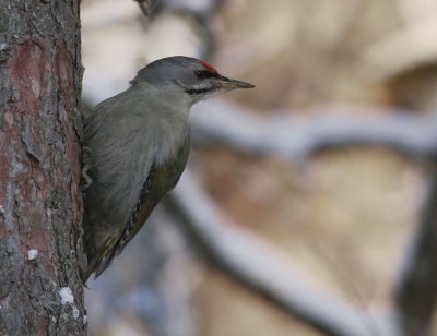 Grspett [Grey-headed Woodpecker] (IMG_1227)