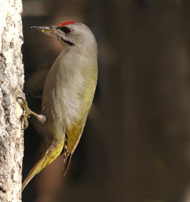 Grspett [Grey-headed Woodpecker] (IMG_1608)