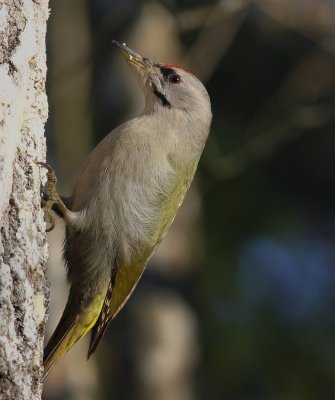 Grspett [Grey-headed Woodpecker] (IMG_1643)