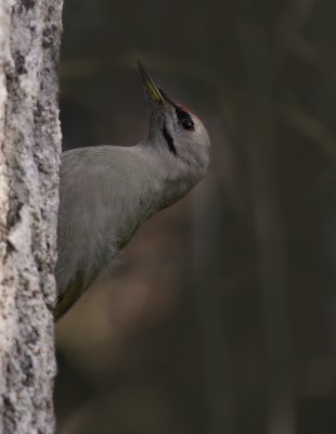 Grspett [Grey-headed Woodpecker] (IMG_1656)