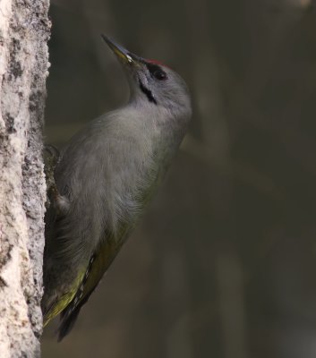 Grspett [Grey-headed Woodpecker] (IMG_1683)