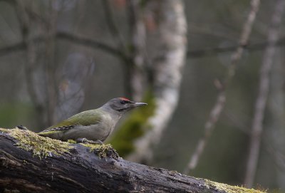 Grspett [Grey-headed Woodpecker] (IMG_3348)