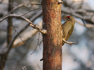 Grspett [Grey-headed Woodpecker] (IMG_8246)
