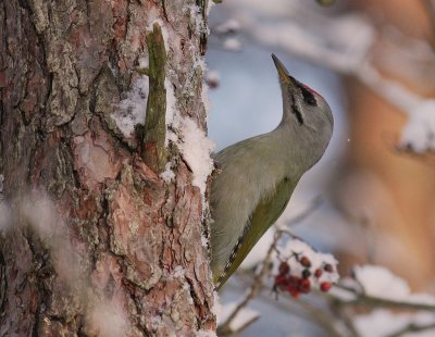 Grspett [Grey-headed Woodpecker] (IMG_8270)