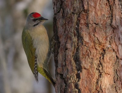 Grspett [Grey-headed Woodpecker] (IMG_8339)