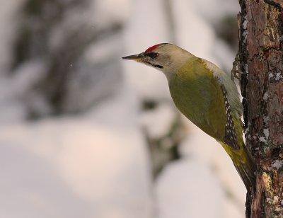 Grspett [Grey-headed Woodpecker] (IMG_8348)