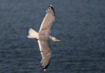 Grtrut [Herring Gull] (IMG_4296)