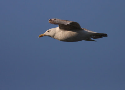Grtrut [Herring Gull] (IMG_4318)