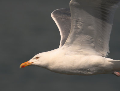 Grtrut [Herring Gull] (IMG_7865)