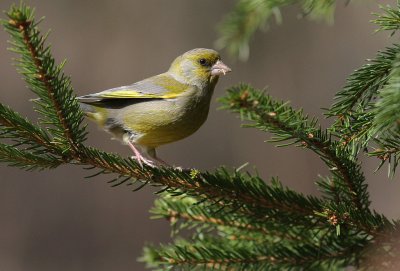 Grnfink [European Greenfinch] (IMG_1152)