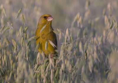 Grnfink [European Greenfinch] (IMG_2738)