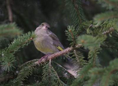 Grnfink [European Greenfinch] (IMG_3764)