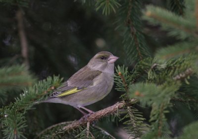 Grnfink [European Greenfinch] (IMG_3769)