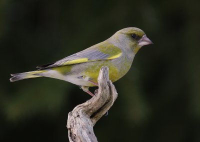 Grnfink [European Greenfinch] (IMG_3792)