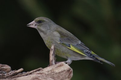Grnfink [European Greenfinch] (IMG_3812)