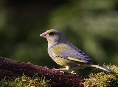 Grnfink [European Greenfinch] (IMG_4212)