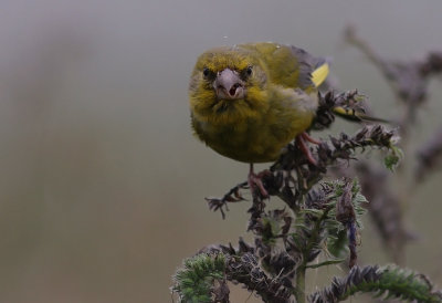 Grnfink [European Greenfinch] (IMG_5059)
