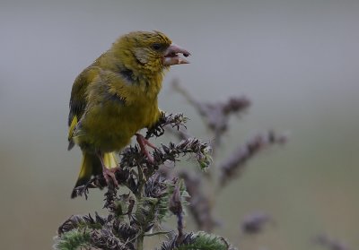 Grnfink [European Greenfinch] (IMG_5071)
