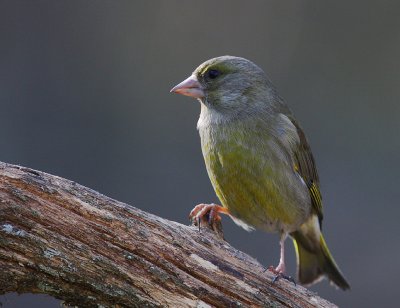 Grnfink [European Greenfinch] (IMG_5714)