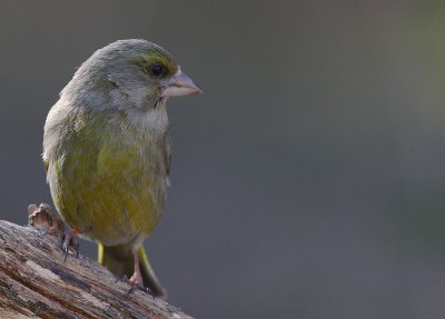 Grnfink [European Greenfinch] (IMG_5717)