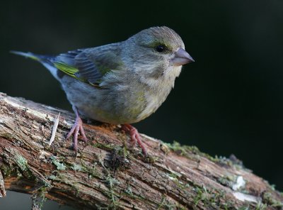 Grnfink [European Greenfinch] (IMG_5727)