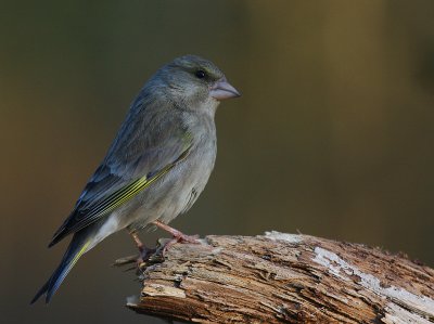 Grnfink [European Greenfinch] (IMG_5737)