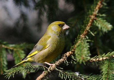 Grnfink [European Greenfinch] (IMG_6990)