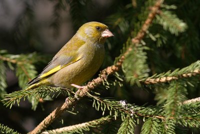 Grnfink [European Greenfinch] (IMG_6995)