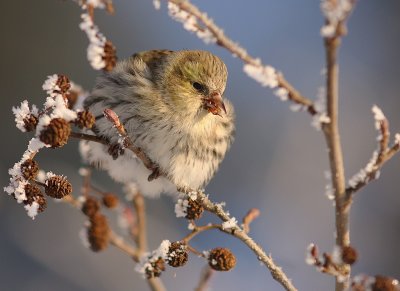 Grnsiska [Eurasian Siskin] (IMG_8614)