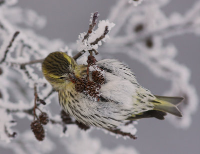 Grnsiska [Eurasian Siskin] (IMG_8868)