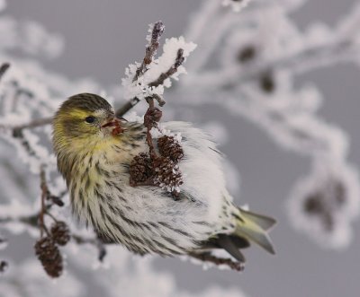 Grnsiska [Eurasian Siskin] (IMG_8881)