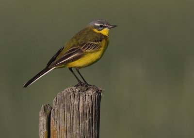 Gulrla [Yellow Wagtail] (IMG_1350)