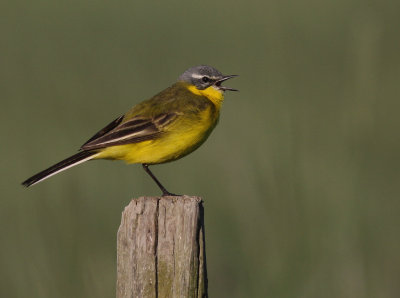 Gulrla [Yellow Wagtail] (IMG_1361)