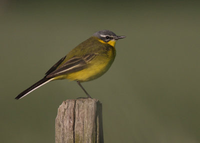 Gulrla [Yellow Wagtail] (IMG_1369)