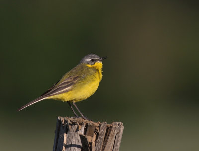 Gulrla [Yellow Wagtail] (IMG_1394)