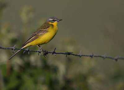 Gulrla [Yellow Wagtail] (IMG_1400)