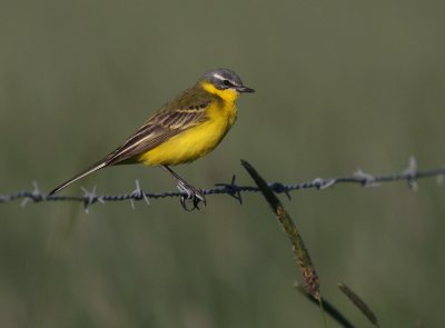 Gulrla [Yellow Wagtail] (IMG_1412)