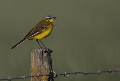 Gulrla [Yellow Wagtail] (IMG_1420)