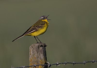 Gulrla [Yellow Wagtail] (IMG_1421)