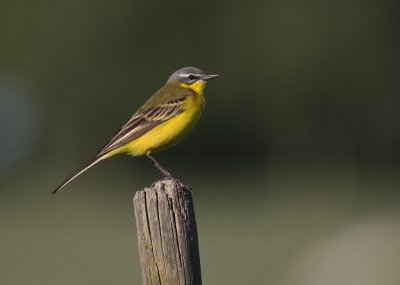 Gulrla [Yellow Wagtail] (IMG_1428)