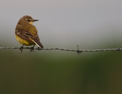 Gulrla [Yellow Wagtail] (IMG_1927)
