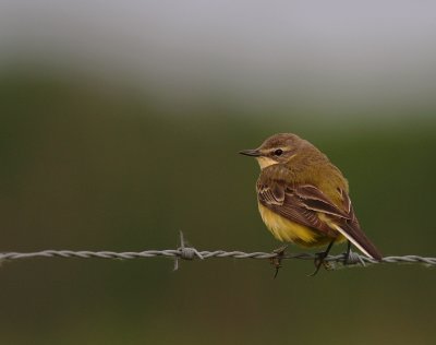 Gulrla [Yellow Wagtail] (IMG_1942)