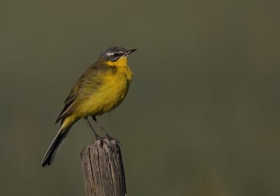 Gulrla [Yellow Wagtail] (IMG_2451)