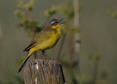 Gulrla [Yellow Wagtail] (IMG_2497)
