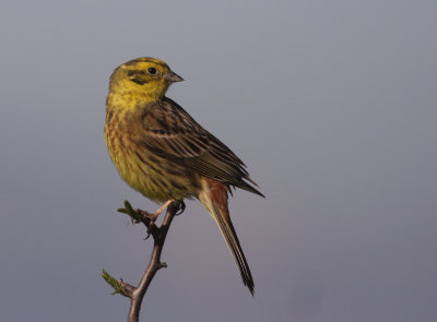 Gulsparv [Yellowhammer] (IMG_8487)