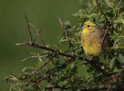 Gulsparv [Yellowhammer] (IMG_8514)