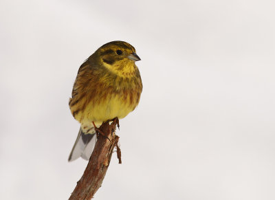 Gulsparv [Yellowhammer] (IMG_9106)