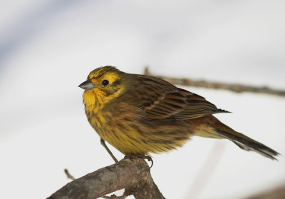 Gulsparv [Yellowhammer] (IMG_9424)