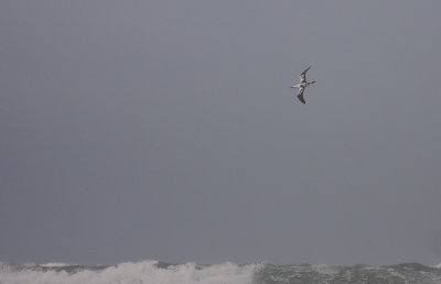Havssula [Northern Gannet] (IMG_1072)