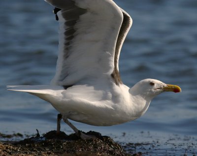 Havstrut [Great Black-backed Gull] (IMG_7917)